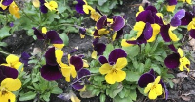 April violets