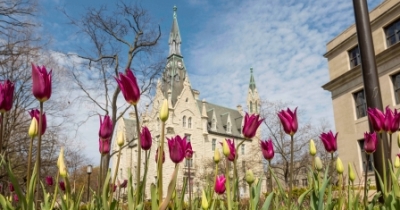 Tulips in front of Harris Hall