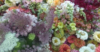 Bouquet of Flowers, photo courtesy of Soil Sisters Farm