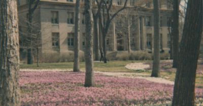 Pink flowers bloom for spring in front of Harris Hall. Photo taken from the archives.